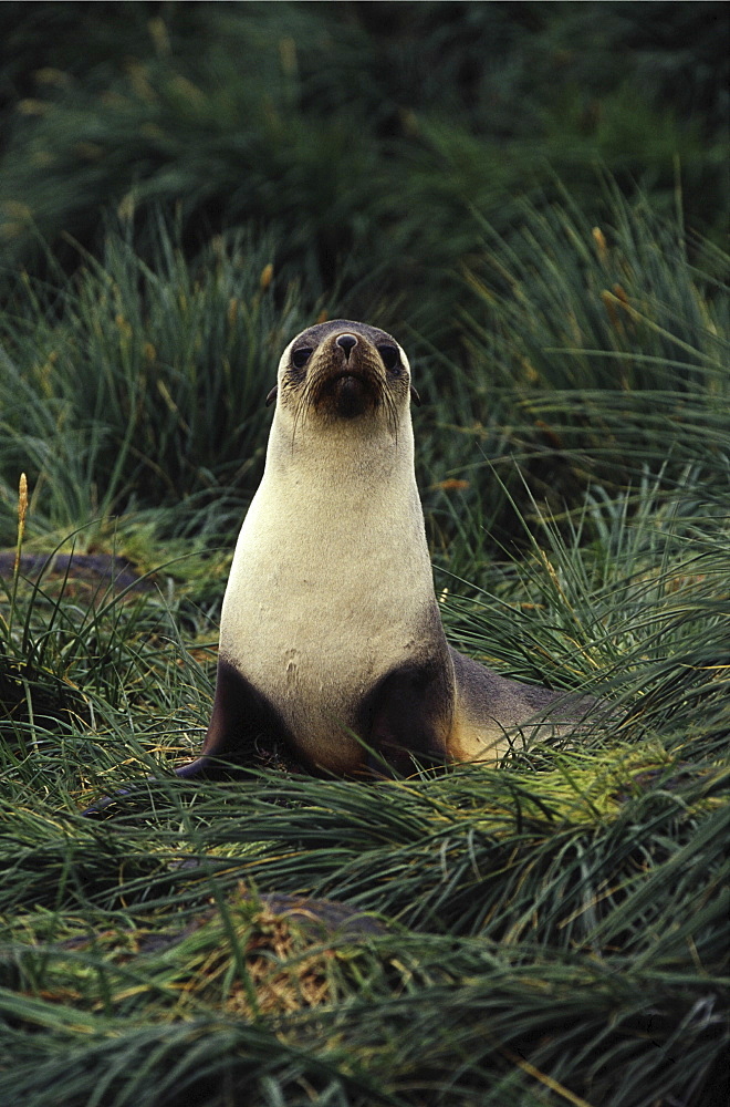 Antarctic fur seal. Arctocephalus gazella. In tussock grass, south georgia