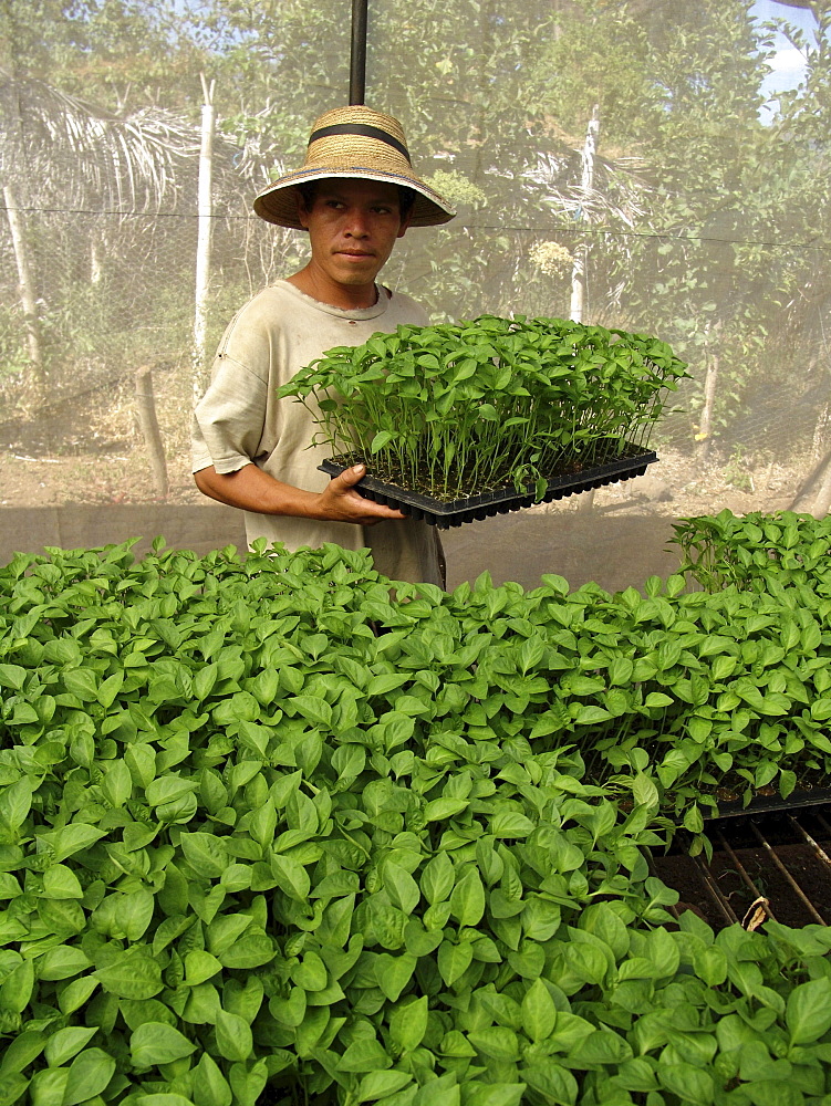 El salvador man tending pepper plant seedlings in a nursery at san francisco javier