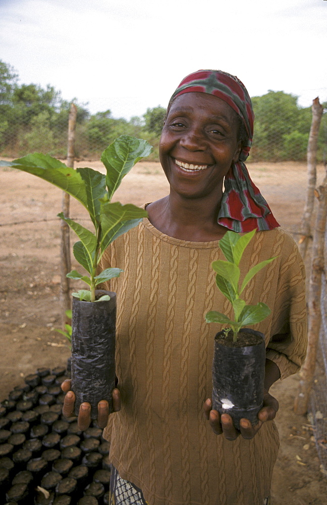 Zambia farmer, mary malenga, with green velvet beans seedlings. Near lusaka