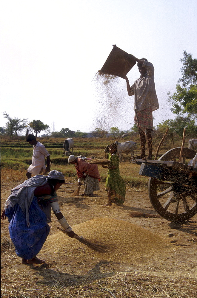 India - farming: winnowing rice, andhra pradesh