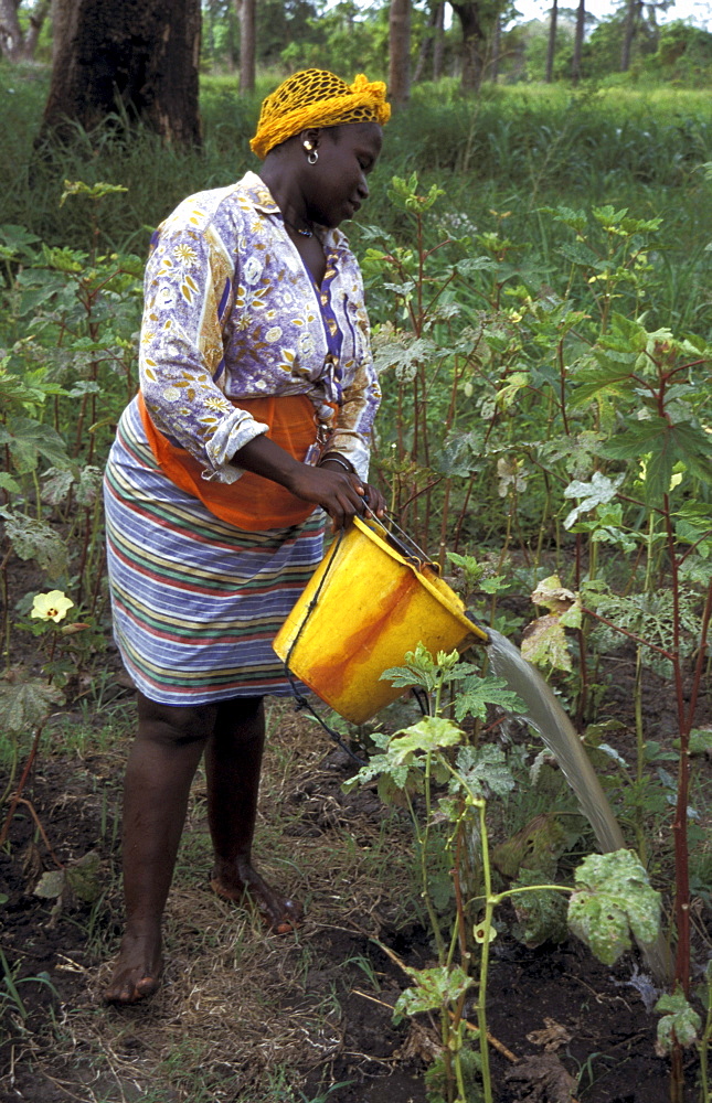 Gambia, a woman of kabekel village watering plants