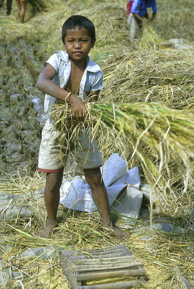 Boy helping to thresh in central, indonesia.