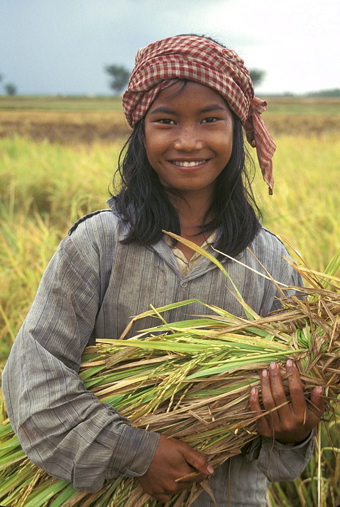 Cambodia harvesting, takeo.