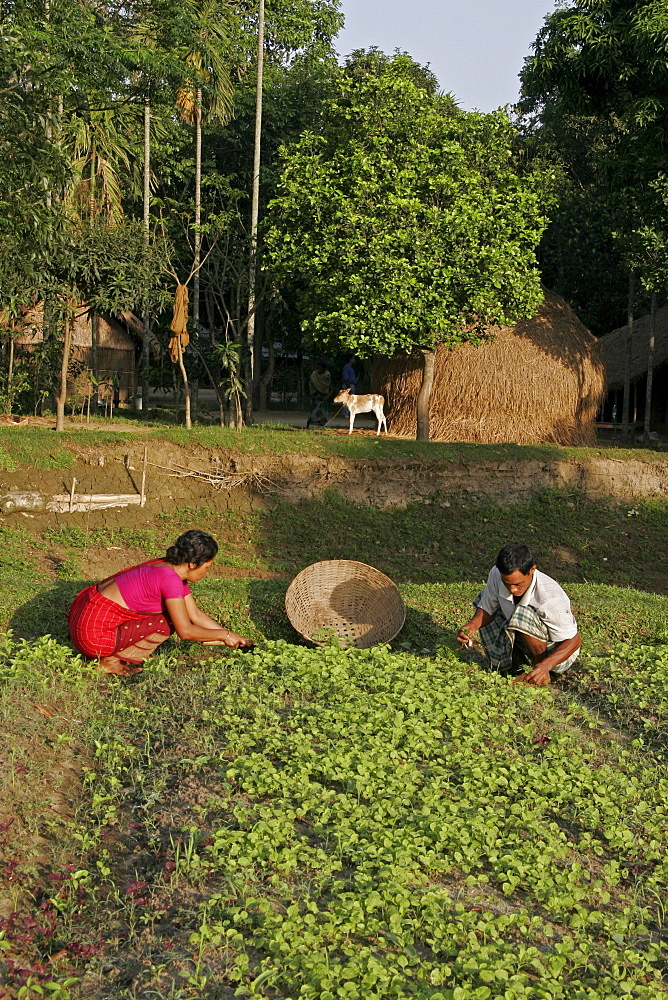 Bangladesh alpona ritchil and husband farid pathang of the garo tribal minority weeding their vegetable garden, haluaghat, mymensingh region