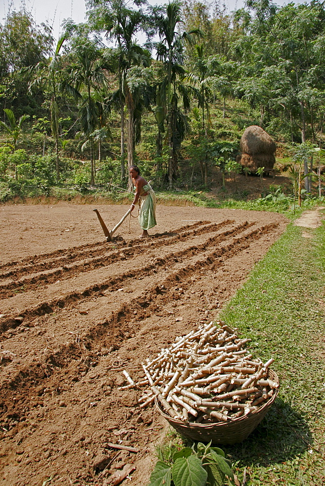 Bangladesh farmer of koch tribal minority preparing a field for planting cassava, nalitabari, mymensingh region