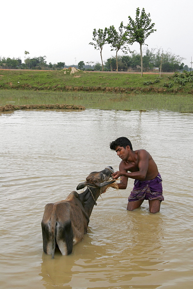 Bangladesh man washing his water buffalo. Near mymensingh