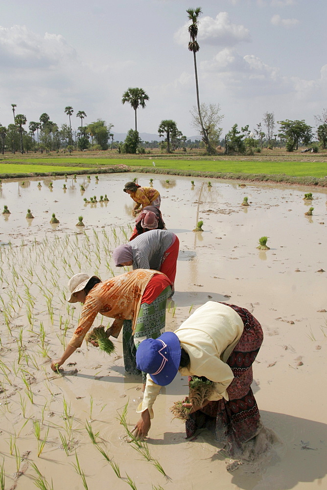 Cambodia farmers transplanting rice seedlings. Daung village, kampot province.