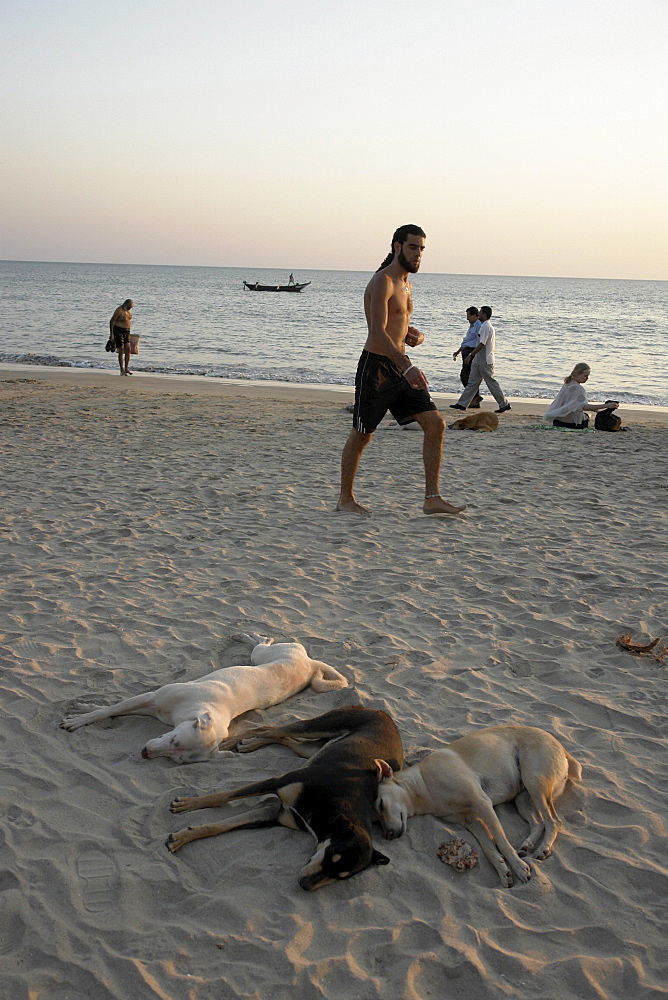 India dogs and tourists. The beach at palolem, goa.