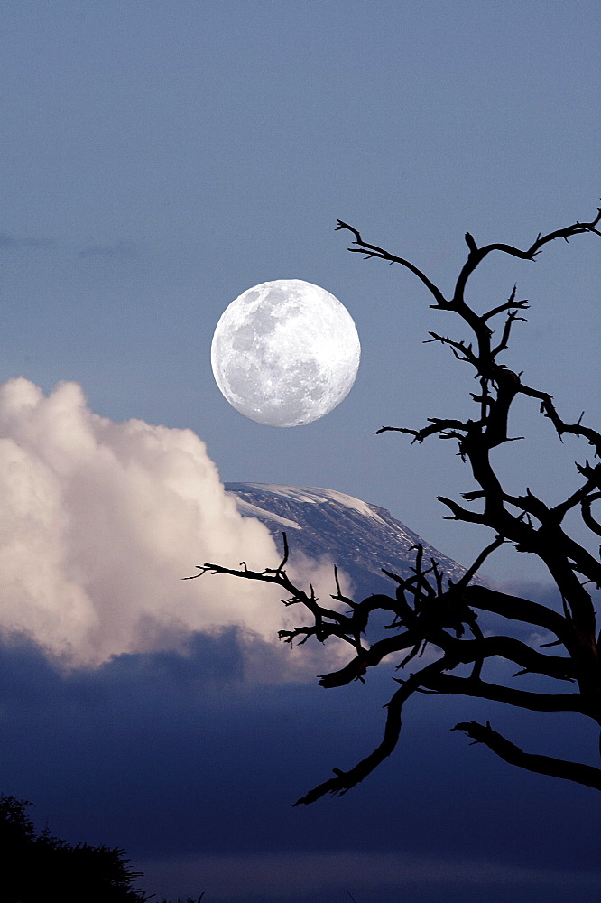 Kenya. Sunset landscape with trees and mount kilimanjaro in background. Moon added as photo composite. Amboseli national park