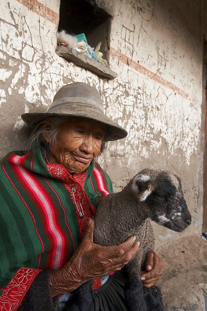 Peru. Old woman of yanque, colca canyon. Holding lamb