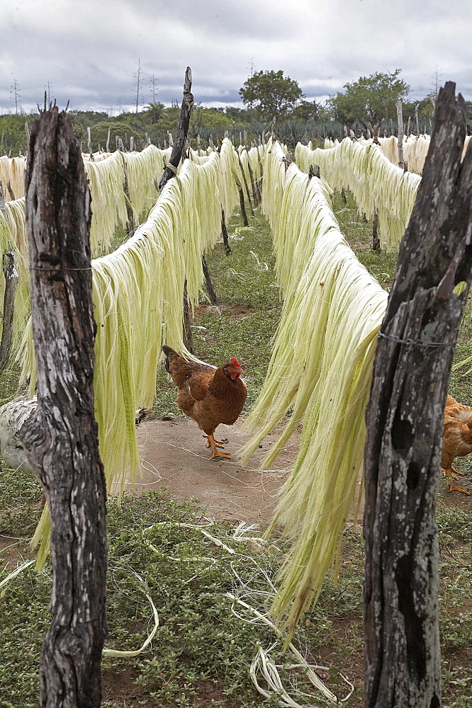 Brazil photo relates to the work of apaeb (association of small farmers of the state of bahia) who help improve the local economy and culture of valente, bahia, in the dry northeastern sertao region of brazil. sisal is the main crop grown in the semi-arid climate, and is seen drying on the farm of jose elias lima lopes