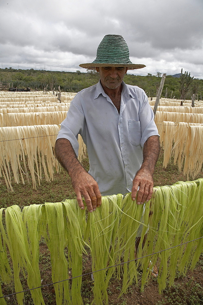 Brazil photo relates to the work of apaeb (association of small farmers of the state of bahia) who help improve the local economy and culture of valente, bahia, in the dry northeastern sertao region of brazil. sisal is the main crop grown in the semi-arid climate, and is seen drying on the farm of jose elias lima lopes