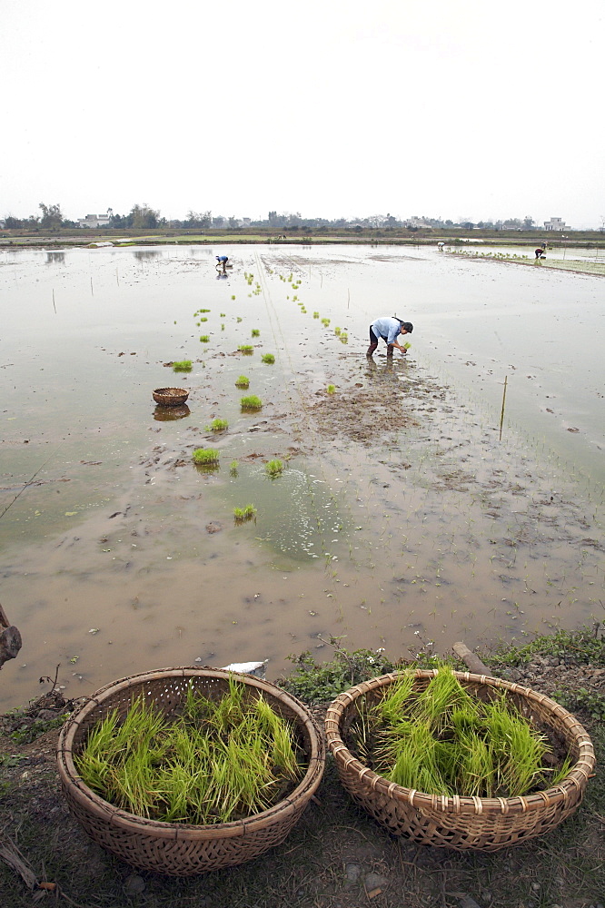 Vietnam planting rice in ninh binh province