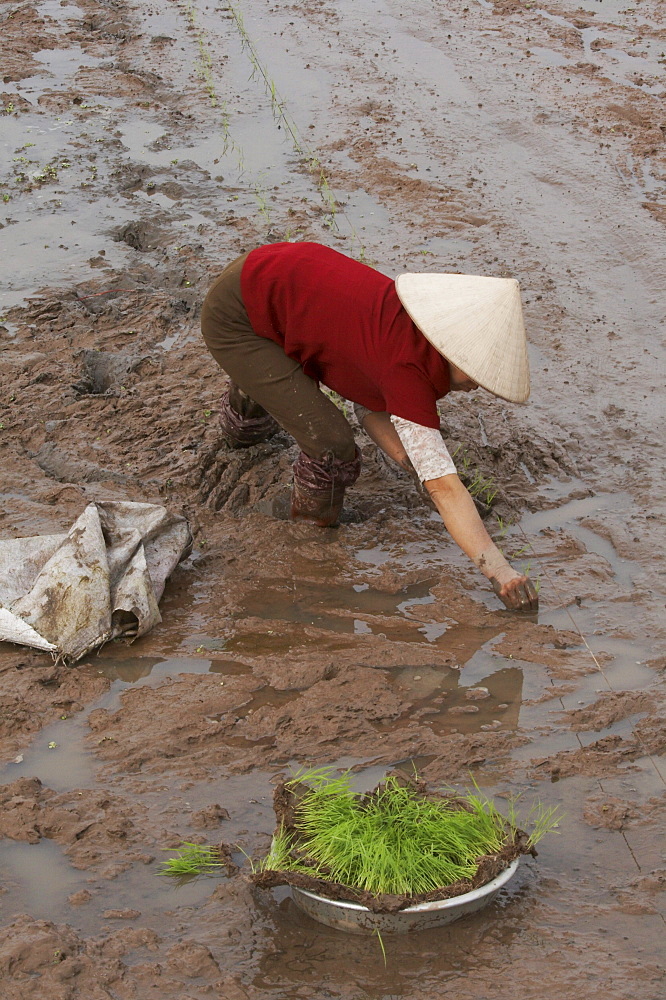 Vietnam planting rice in ninh binh province