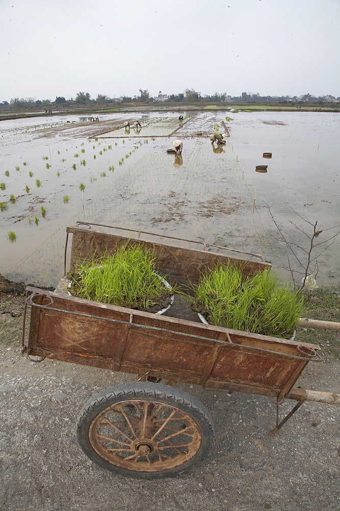 Vietnam planting rice in ninh binh province