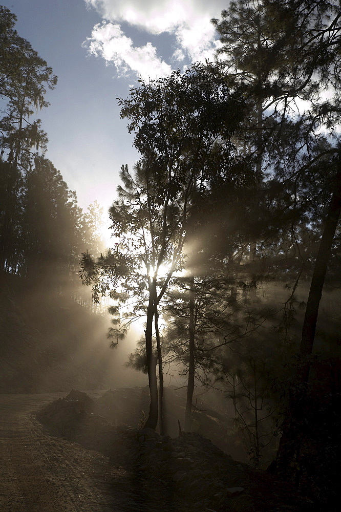 Guatemala dust in the trees along the road to san andres, el quiche