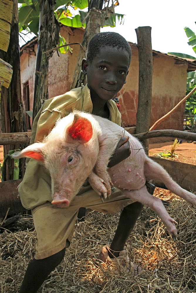 Burundi boy with pig, gitera.