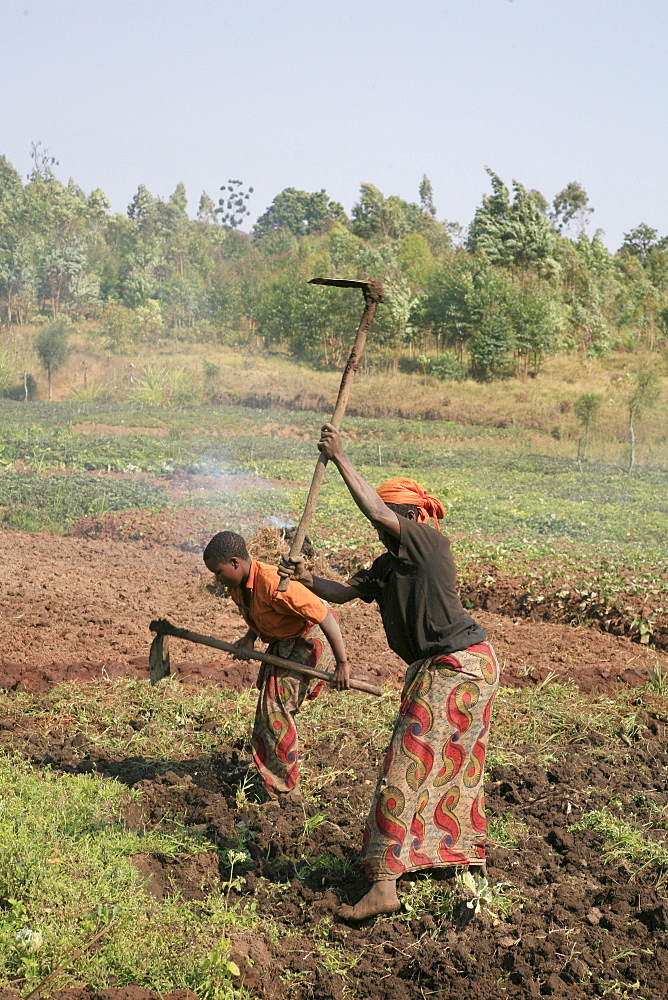 Burundi farmers of gitega.