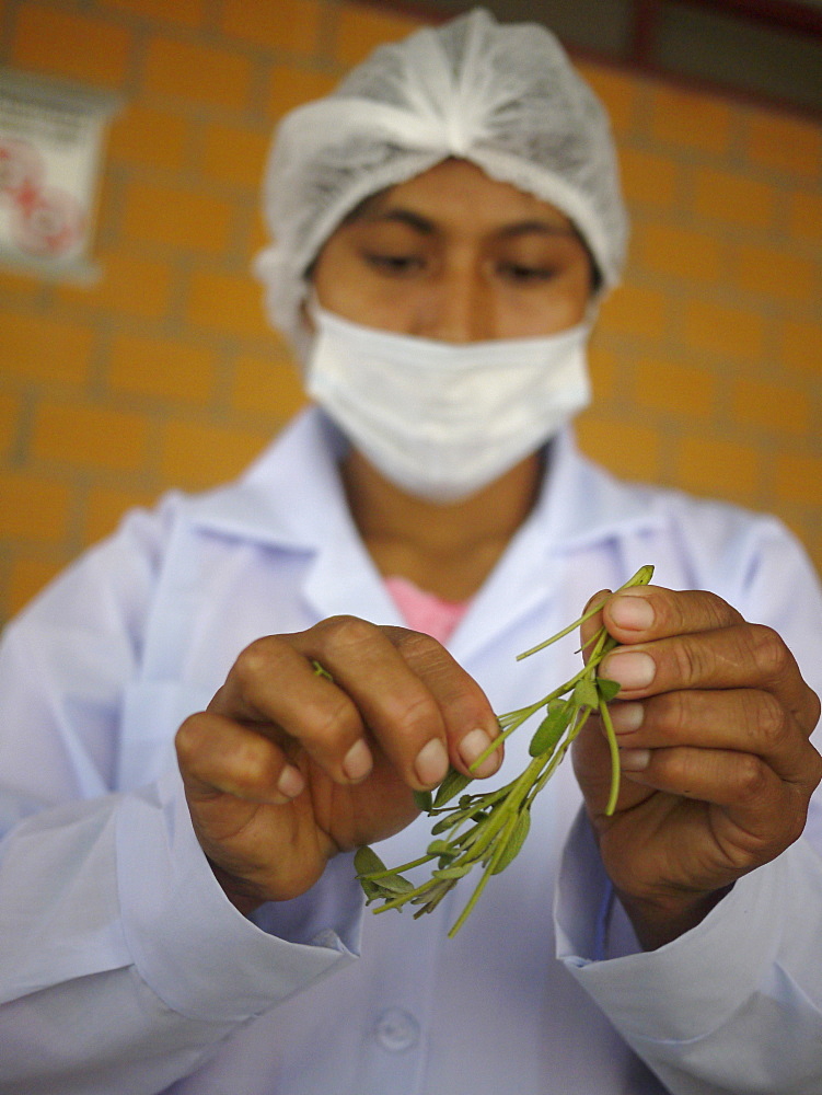 BOLIVIA Plant for processing medicinal and aromatic herbs, Chizchipani, Caranavi. The project of FUNDAWI. Cleaning and drying Salvia, a medicinal plant used for coughs and stomach problems