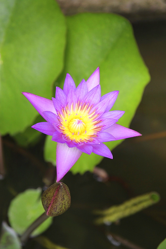 Thailand lotus blossom