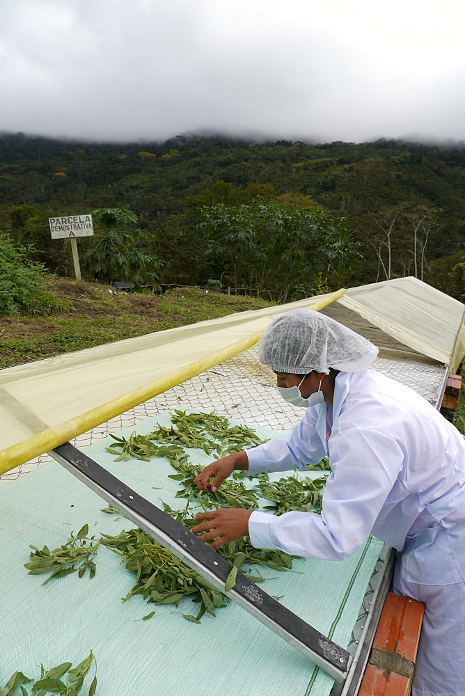 BOLIVIA Plant for processing medicinal and aromatic herbs, Chizchipani, Caranavi. The project of FUNDAWI. Cleaning and drying Salvia, a medicinal plant used for coughs and stomach problems