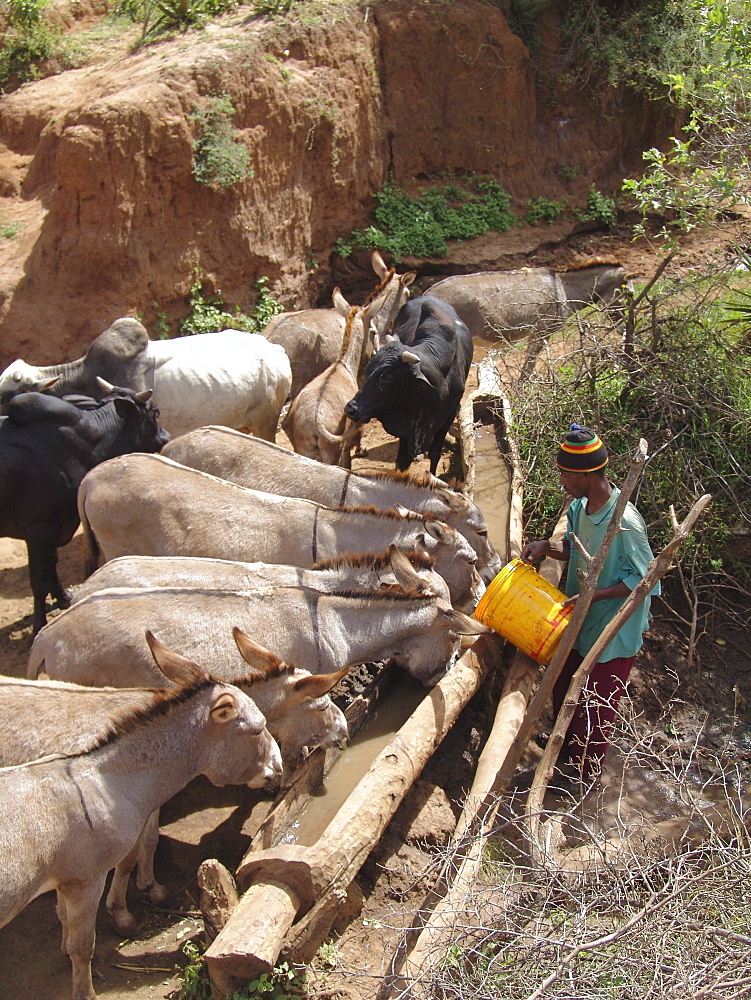 Tanzanian giving water to donkeys and cattle from a water hole at kansay, near ngorongoro