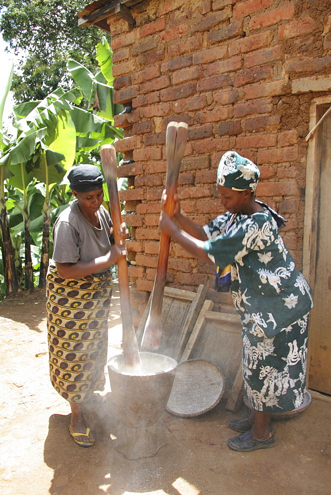 Tanzanian women pounding cassava and dried banana in a wooden mortar and pestle in the traditional way. Kighare, same, in the north-east near kilimanjaro