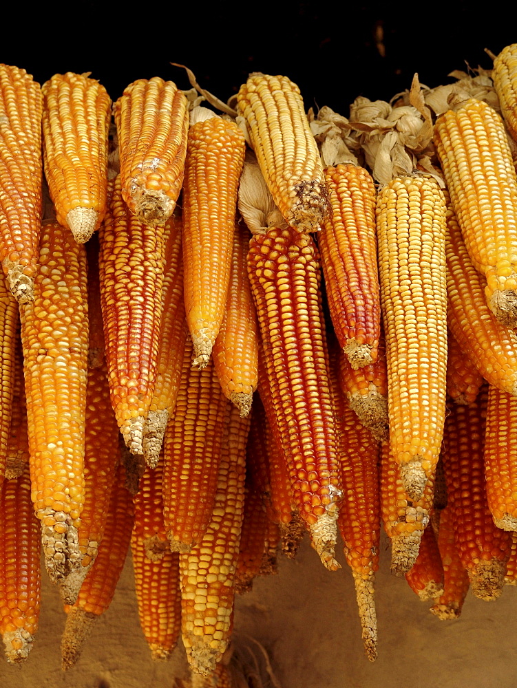 Honduras maize drying, hung up outside a farmhouse of marcala