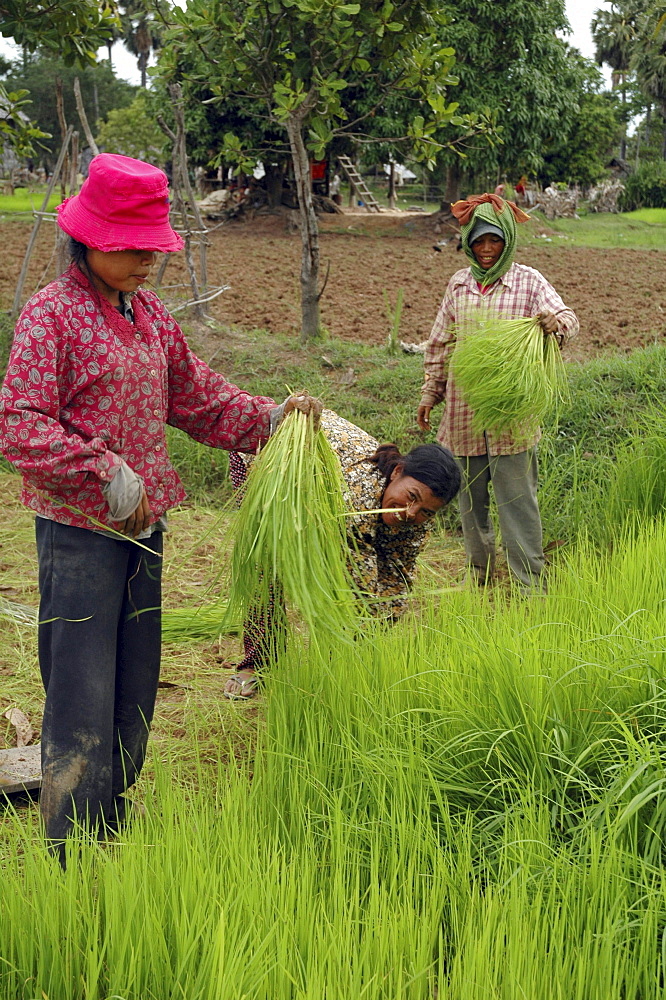 Cambodia transplanting rice, kampong thom