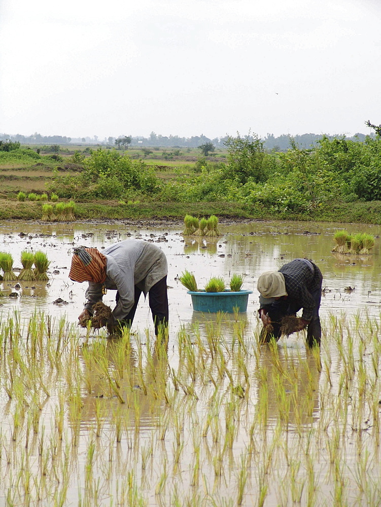 Cambodia transplanting rice in kampong thom