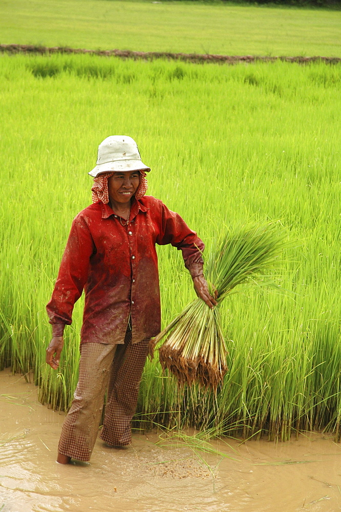 Cambodia farmers getting rice seedlings ready for transplanting, kampong thom