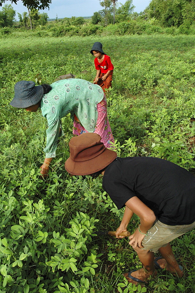 Cambodia the won family weeding their soya patch, kompong cham