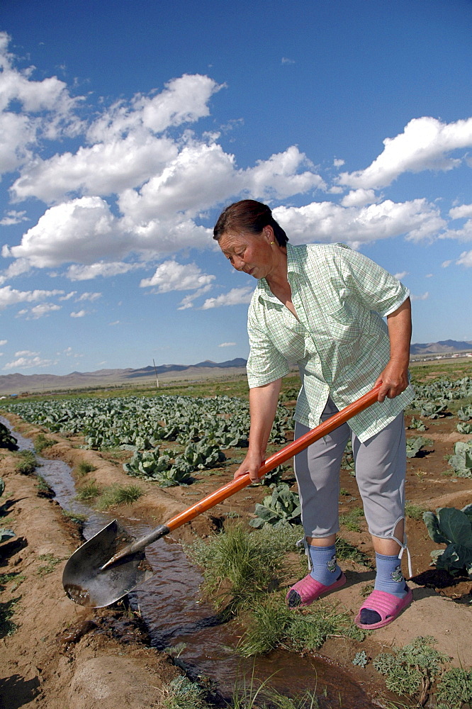 Mongolia growing vegetables using irrigation on a farm near ulaan baatar