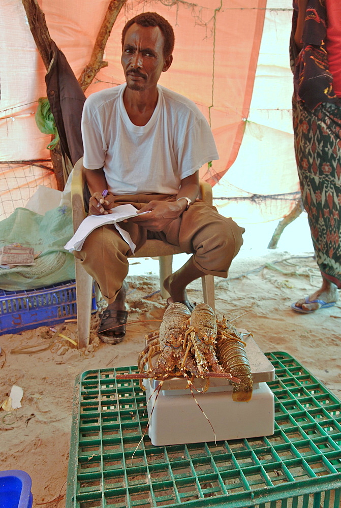 Hardest hit was a 650 kilometers stretch of the somali coastline between garacad (mudung region) and xaafuun (bari region), which forms part of the puntland province near the horn of africa. The tsunami resulted in the death of some 300 people and extensive destruction of shelters, houses and water sources as well as fishing gear. The livelihoods of many people residing in towns and small villages along the somali indian ocean coastline, particularly in the northern regions, were devastated