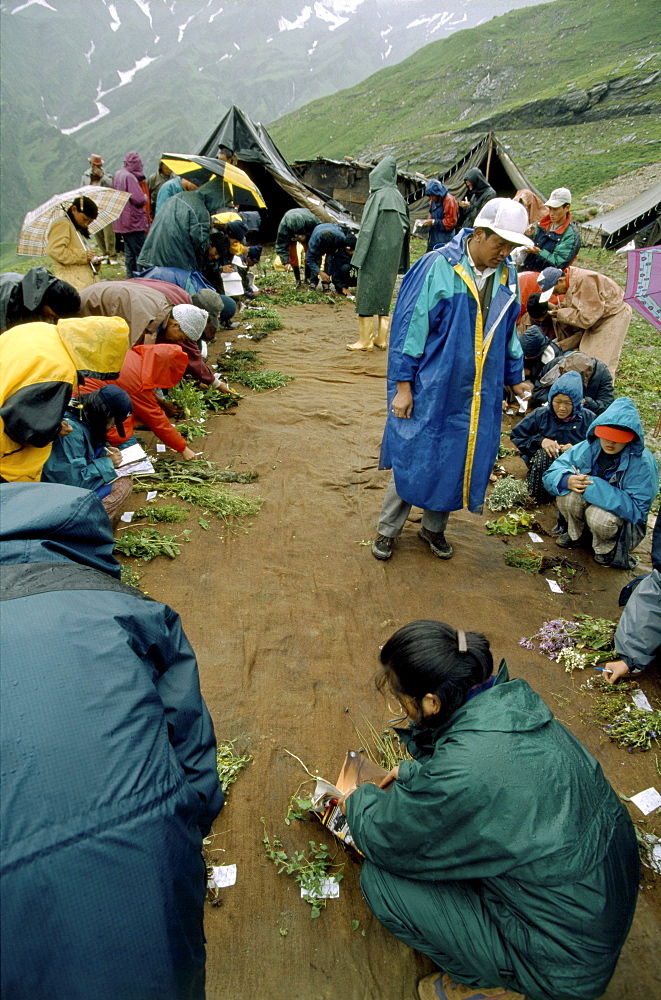 Dharmalshalla students from mezakhang (traditional tibetan school of medicine) picking plants as a practical exercise their class dealing with taxanomy of plants. Rhotang pass, manali, india