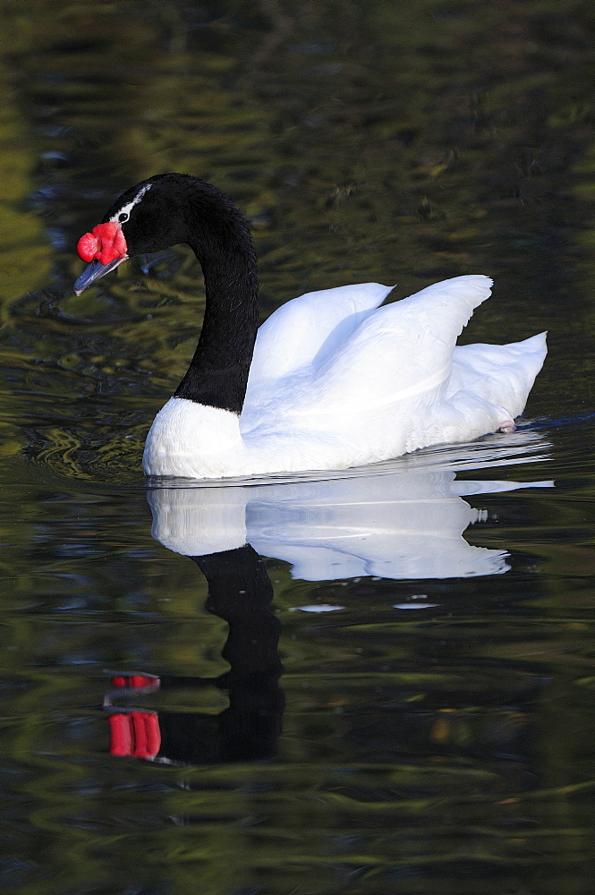 Black-necked swan (cygnus melanocoryphus) swimming with relfection, captive, uk  