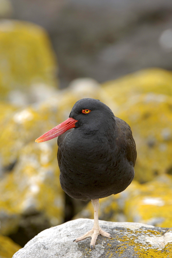 Oystercatcher (haematopus ater) new island, falkland islands, standing on rock on one leg.