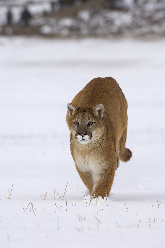 Puma or mountain lion (felis concolor) running in snow, captive.