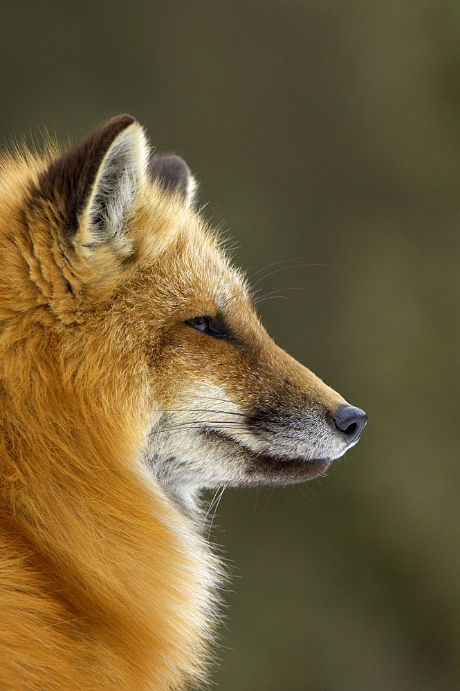 Portrait of american red fox (vulpes vulpes fulva), montana, usa