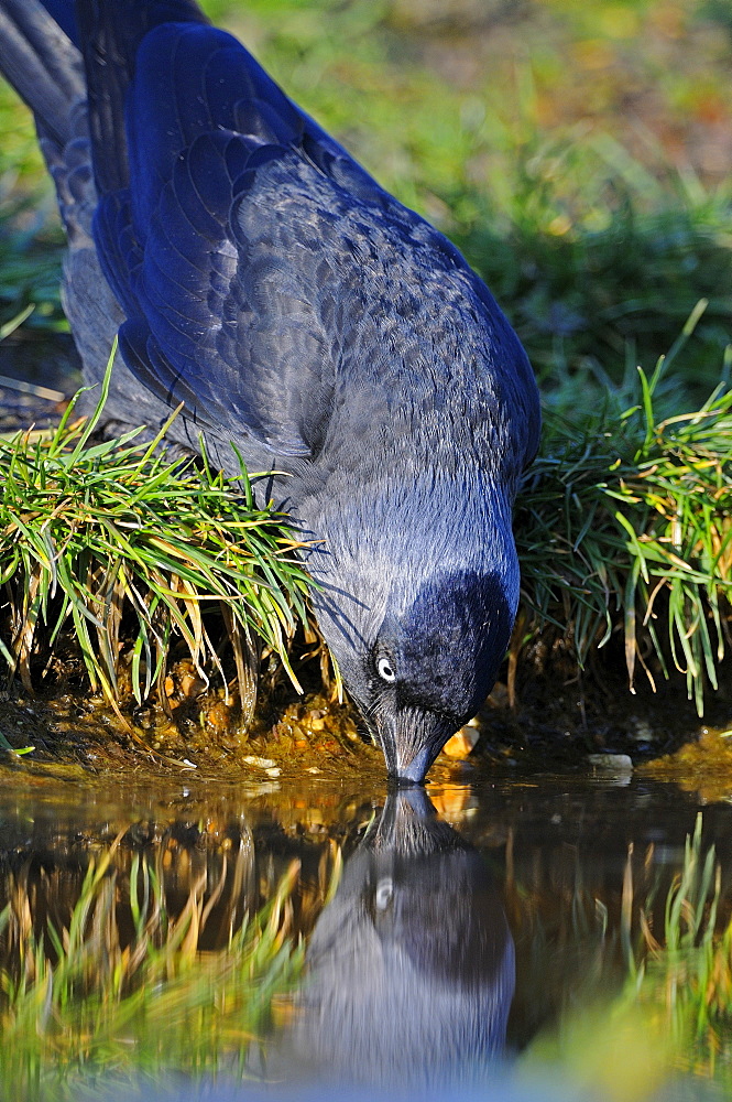 Jackdaw (corvus monedula) drinking water from pond, oxfordshire, uk  