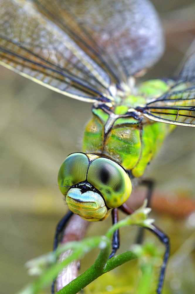 Emepror Dragonfly (Anax imperator) close-up of head and eyes of resting female, Oxfordshire, UK