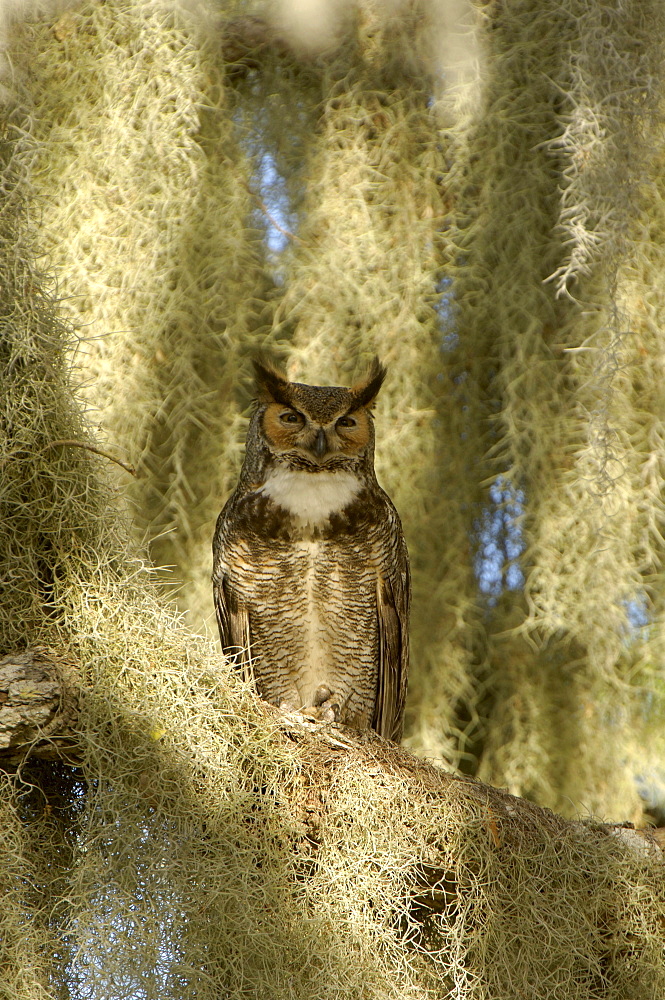 Great horned owl (bubo virginianus) florida, usa, perched.