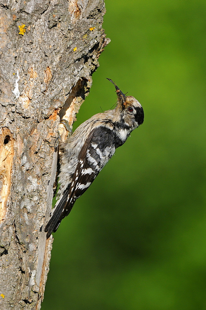 Lesser Spotted Woodpecker (Dendrocopos minor) female at nest hole with food, Bulgaria