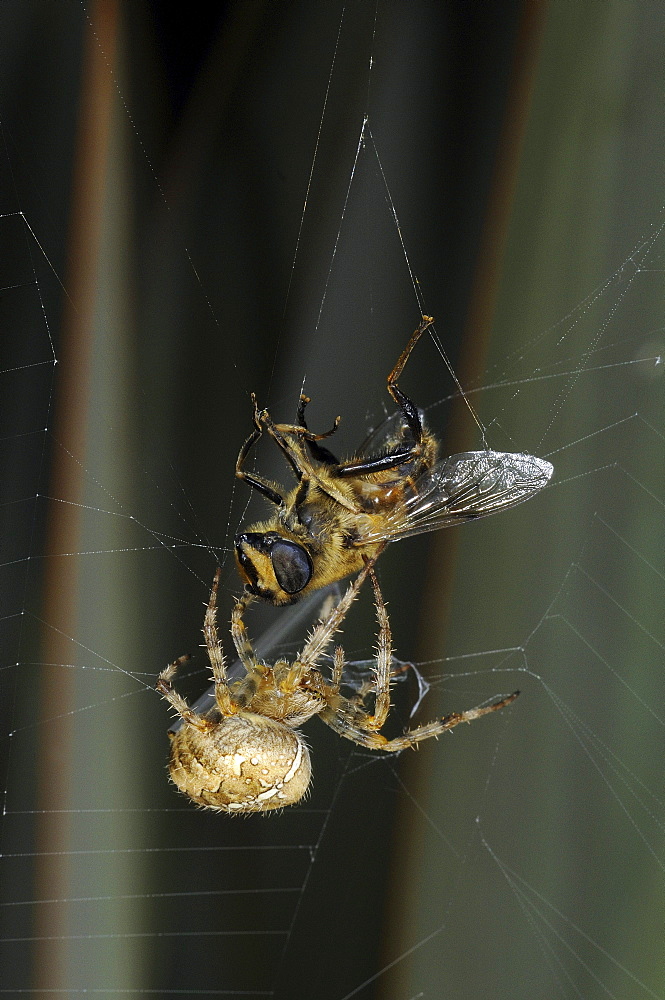 Garden orb spider (araneus diadematus) in its web, with captured fly, wrapping it up in silk from its spinnerettes, oxfordshire, uk