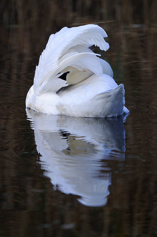 Mute swan (cygnus olor) adult preening on water, oxfordshire, uk  