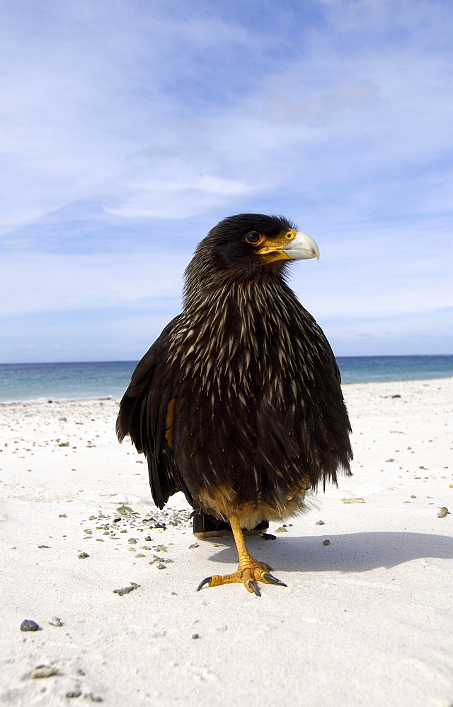 Striated caracara (phalcoboenus australis) new island, falkland islands, stood on beach on one leg.