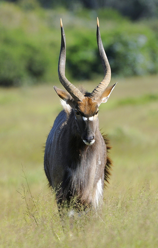 Nyala (tragelaphus angasi) male, eastern cape, south africa