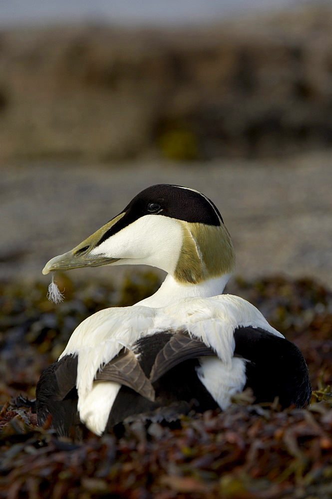 Eider duck (somateria molissima), northumberland, uk, drake sitting in seaweed.