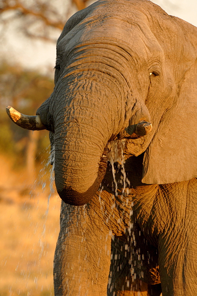 African elephants. Loxodonta africana. Drinking. Kwai, botswana