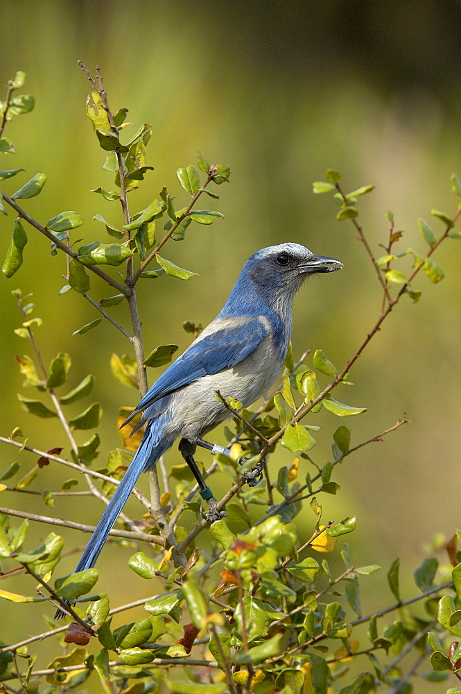 Scrub jay (aphelocoma coerulescens) florida, usa.